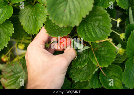 Cueillir des fraises dans la région de Cornwall, UK. Banque D'Images