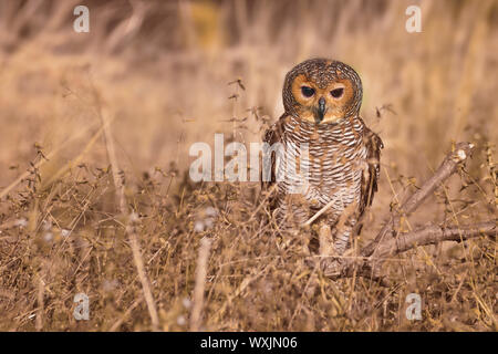 Portrait d'un chouette Chouette en bois (Strix selaputo), Indonésie Banque D'Images