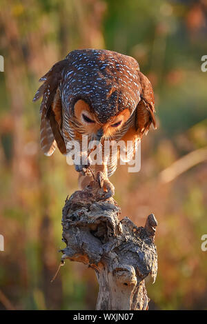 Portrait d'un chouette Chouette en bois (Strix selaputo), Indonésie Banque D'Images