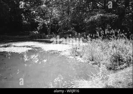 L'enflure Hill Pond, quatre points, Hampshire, Angleterre, Royaume-Uni. Banque D'Images