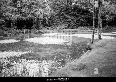 L'enflure Hill Pond, quatre points, Hampshire, Angleterre, Royaume-Uni. Banque D'Images