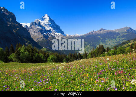 La floraison prairie avec les montagnes Eiger. Alpes Bernoises, Grindelwald, Suisse Banque D'Images