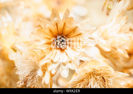 Helichrysum petiolare, réglisse-usine, usine de réglisse Banque D'Images