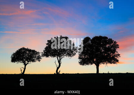 Chêne-liège (Quercus suber). Trois arbres silhouetté contre le ciel du soir, Espagne Banque D'Images