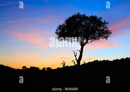 Chêne-liège (Quercus suber). Seul arbre silhouette sur le ciel du soir, Espagne Banque D'Images