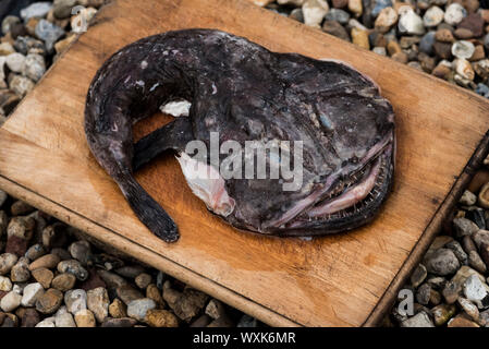 A Monkfish ( poisson pêcheur ), Lophius piscatorius, se trouve sur une planche à découper entourée de galets de plage. Banque D'Images
