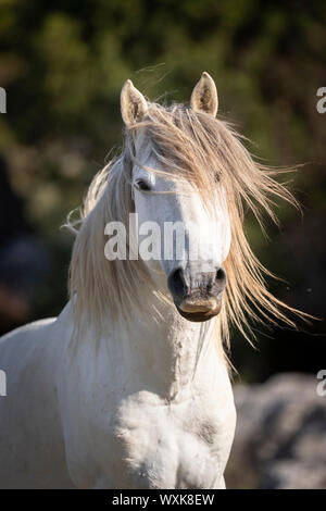 Wild horse, chevaux sauvages. Portrait d'un étalon gris. La Turquie Banque D'Images