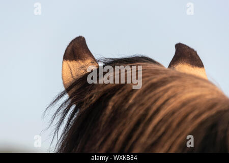 Rahvan Cheval. Close-up des graduations de l'aers d'un dun étalon. La Turquie Banque D'Images