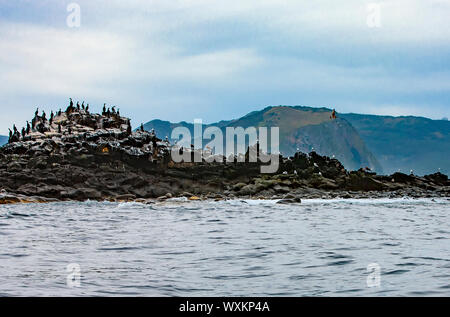 Colonie de cormorans (Phalacrocorax carbo), péninsule du Kamtchatka Banque D'Images