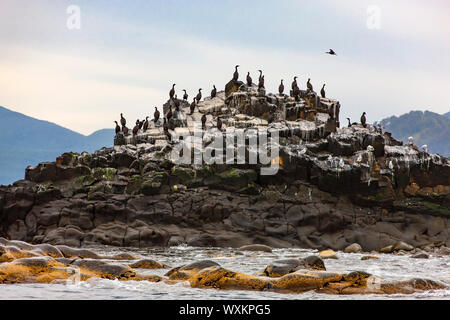 Colonie de cormorans (Phalacrocorax carbo), péninsule du Kamtchatka Banque D'Images