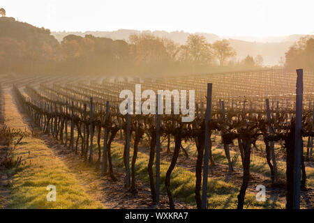 Un vignoble avec une forêt en arrière-plan. Matin brumeux au lever du soleil. Lumières et ombres. Banque D'Images