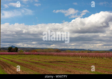 Paysage avec un champs de pêche les rangées d'arbres, et de poire les rangées d'arbres. Les arbres avec des fleurs, dans un ciel nuageux et beaucoup de nuages. Aitona, Lleida Banque D'Images