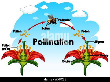 Schéma montrant la pollinisation avec fleur et abeille illustration Illustration de Vecteur