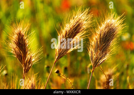 Golden Spike dans un contexte de flou artistique de coquelicots et de fleurs sauvages.. Bokeh. Banque D'Images