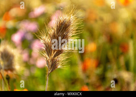 Golden Spike dans un contexte de flou artistique de coquelicots et de fleurs sauvages.. Bokeh. Banque D'Images