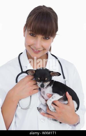 Femme tenant une fep cute chihuahua sur fond blanc Banque D'Images