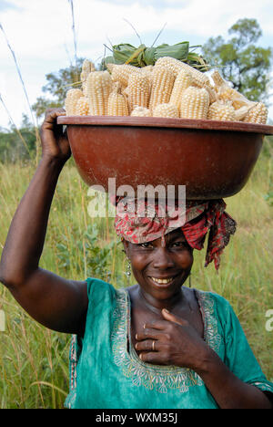 MALI, Bougouni, la culture du maïs, les femmes qui ont de la récolte de maïs dans un bol en plastique sur sa tête après la récolte d'un champ à sa maison Banque D'Images