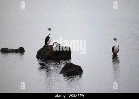 Cormorans impériaux (Leucocarbo atriceps) à Puerto Natales, Chili Banque D'Images