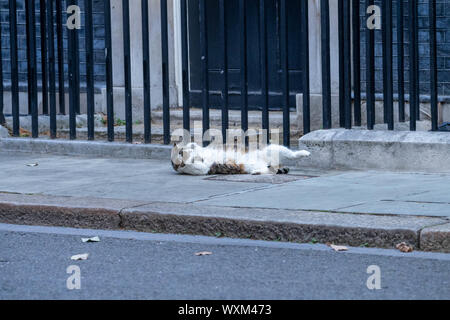 Londres, Royaume-Uni. Sep 17, 2019. Larry Downing Street le chat a une étendue au 10 Downing Street, London Crédit : Ian Davidson/Alamy Live News Banque D'Images