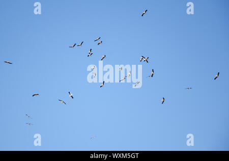 Troupeau de cigognes sont voler dans les pays chauds en automne dans le ciel bleu. Banque D'Images