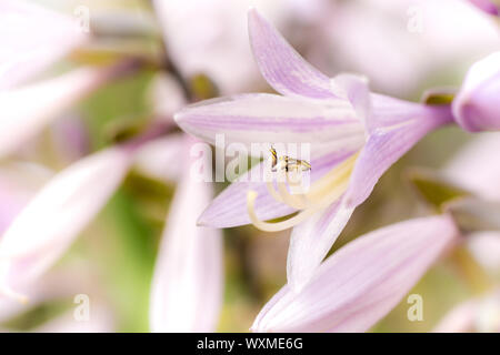 Belle fleur de lys Parnassus comme un arrière-plan naturel Banque D'Images