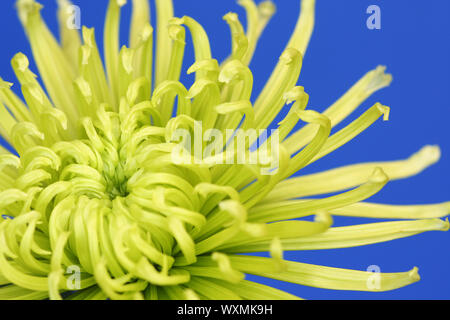 Un vrai macro image montrant le coeur d'un réseau complexe de chrysanthème araignée vert lime sur un fond uni, bleu. Banque D'Images