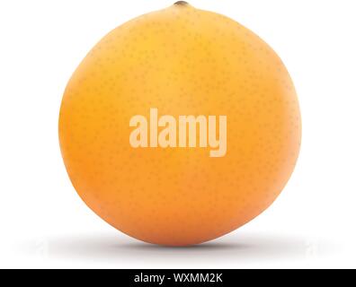 Orange réaliste isolé sur fond blanc. Vector illustration Illustration de Vecteur