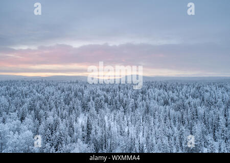 Vue aérienne de la forêt boréale dans le Parc National de Pyhä-Luosto pendant le coucher du soleil en hiver. Banque D'Images