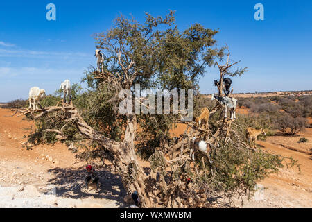 Une escalade des chèvres ou Arganier arganier (Argania spinosa) près d'Essaouira, Maroc, Maghreb, Afrique du Nord Banque D'Images