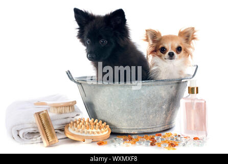 Deux chiens dans une baignoire, in front of white background Banque D'Images