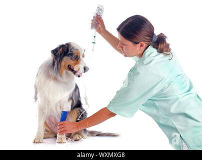Berger australien et de perfusion in front of white background Banque D'Images