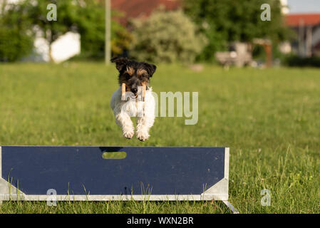 Petit Jack Russell Terrier chien saute vite sur un obstacle. Chien est tenant une haltère dans les prises Banque D'Images