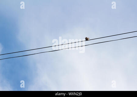 Grèbe huppé (Streptopelia decaocto) assis sur un fil sur ciel nuageux Banque D'Images