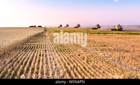 Les récoltes de blé mûr de moissonneuse-batteuse. Venu les oreilles de gold field sur le coucher de soleil orange fond ciel nuageux. . Concept d'une riche moisson. L'agriculture im Banque D'Images