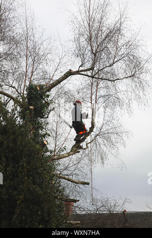 Un tree surgeon au travail avec une scie à chaîne en réduisant la taille d'un bouleau argenté Banque D'Images