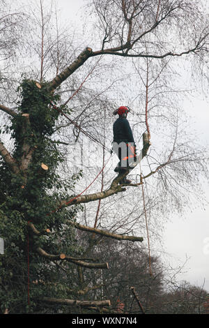 Un tree surgeon au travail avec une scie à chaîne en réduisant la taille d'un bouleau argenté Banque D'Images