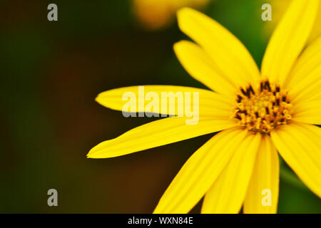 Le topinambour tournesol dans jardin Banque D'Images