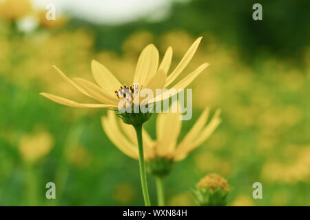 Le topinambour tournesol dans jardin Banque D'Images