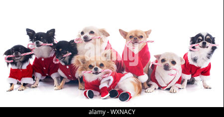 Chihuahuas habillés avec des bonbons in front of white background Banque D'Images