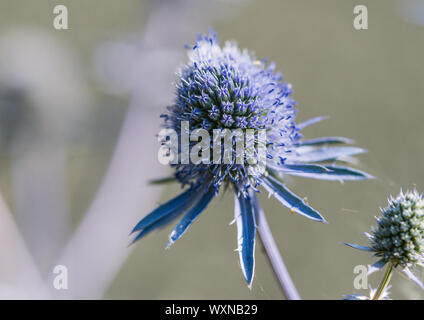 Une macro shot of sea holly blue hobbit. Banque D'Images