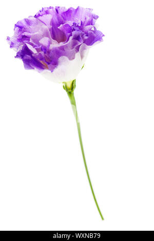 Blanc et violet fleurs eustoma isolated on white Banque D'Images