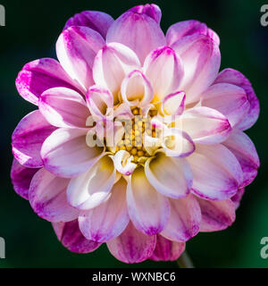 Un plan macro sur une couleur rose et blanc fleur dahlia. Banque D'Images