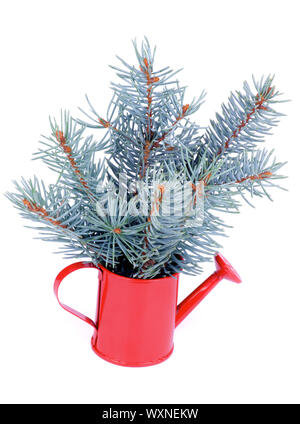 Tas de branches d'épinette bleue avec peu de pins dans arrosoir rouge isolé sur fond blanc Banque D'Images