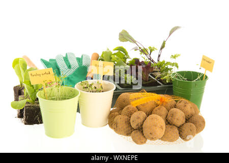 Plantes de légumes et d'herbes dans un contenant de plastique Banque D'Images