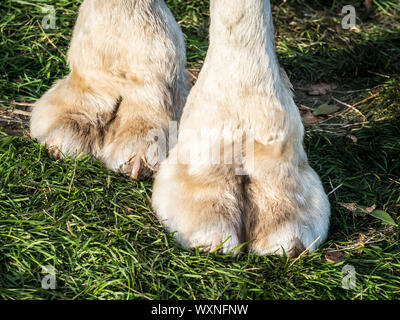Photo des pieds d'un chameau sur l'herbe verte Banque D'Images