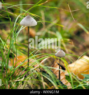 L'image d'une très belle Mycena Mushroom Banque D'Images