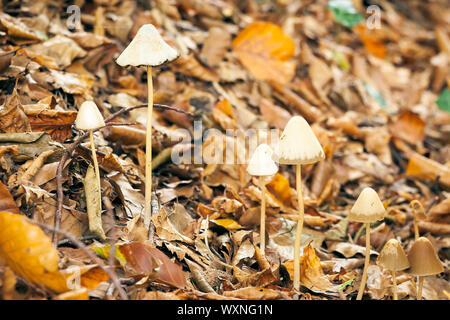 L'image d'une très belle Mycena Mushroom Banque D'Images