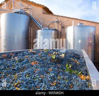 Le cabernet sauvignon vinification par fermentation des raisins et des navires citernes en acier inoxydable Banque D'Images