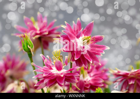 Aquilegia (noms communs : Granny's Bonnet ou Columbine) est une des plantes vivaces Banque D'Images