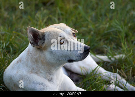 Chien blanc couché sur l'herbe Banque D'Images